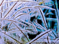 Hydroid forest. Colony of Lytocarpus nuttingi. by Ramón Domínguez 
